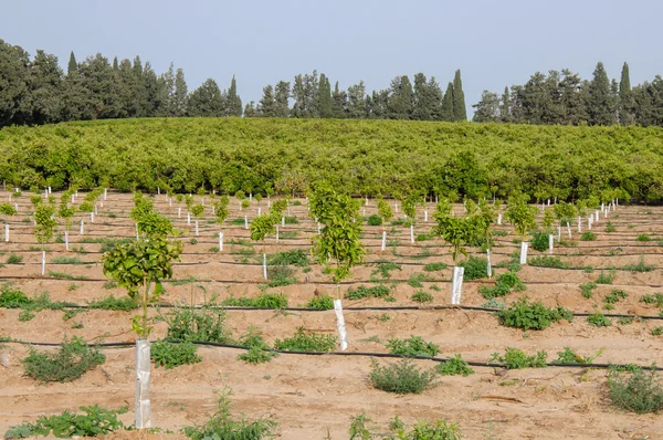 Árboles jóvenes recién plantados — Foto de Stock