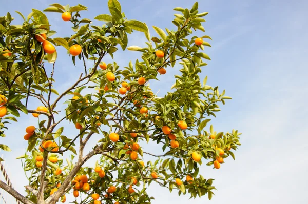 Tak van mini sinaasappelen (kumquats) tegen een blauwe hemel — Stockfoto