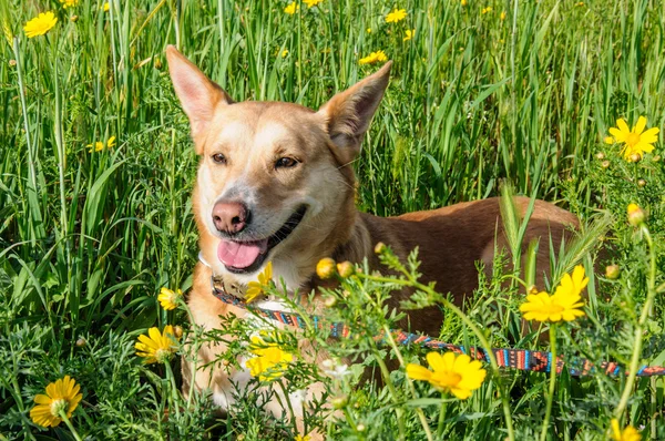 Brązowy pies na łące kwiatów — Zdjęcie stockowe