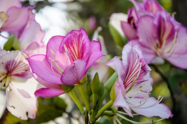 Μωβ bauhinia άνθιση — Φωτογραφία Αρχείου