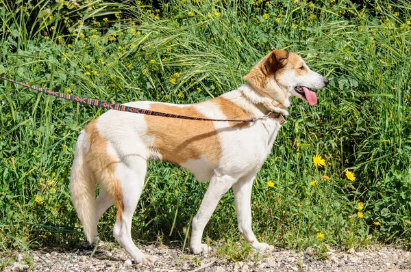 Retrato de perro marrón y blanco mirando hacia otro lado — Foto de Stock