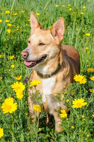 Brown dog in a meadow of flowers — Stock Photo, Image