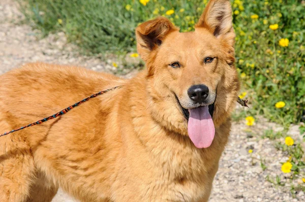 Kızıl köpek uzağa bakarak portre — Stok fotoğraf