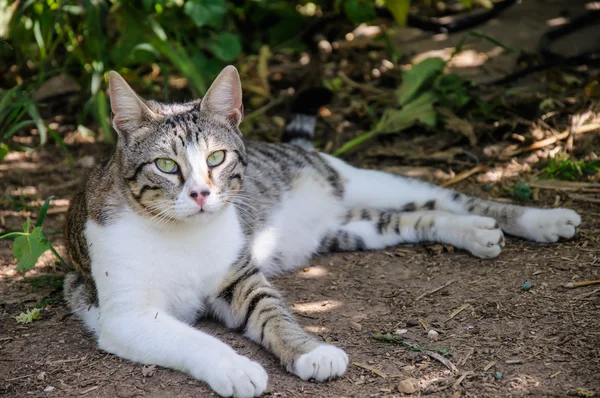 Gato cinza e branco bonito desfrutar do sol do meio-dia no jardim — Fotografia de Stock