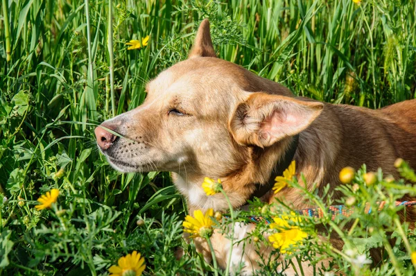 Beautiful brown dog smells a flower — Stock Photo, Image