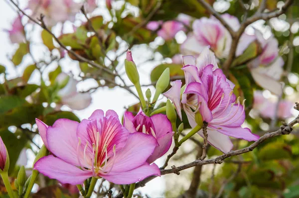 Bauhinia Fialový květ květ — Stock fotografie