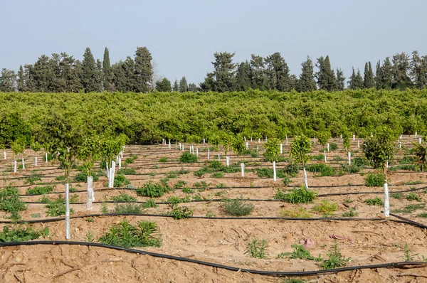 Jeunes arbres nouvellement plantés — Photo