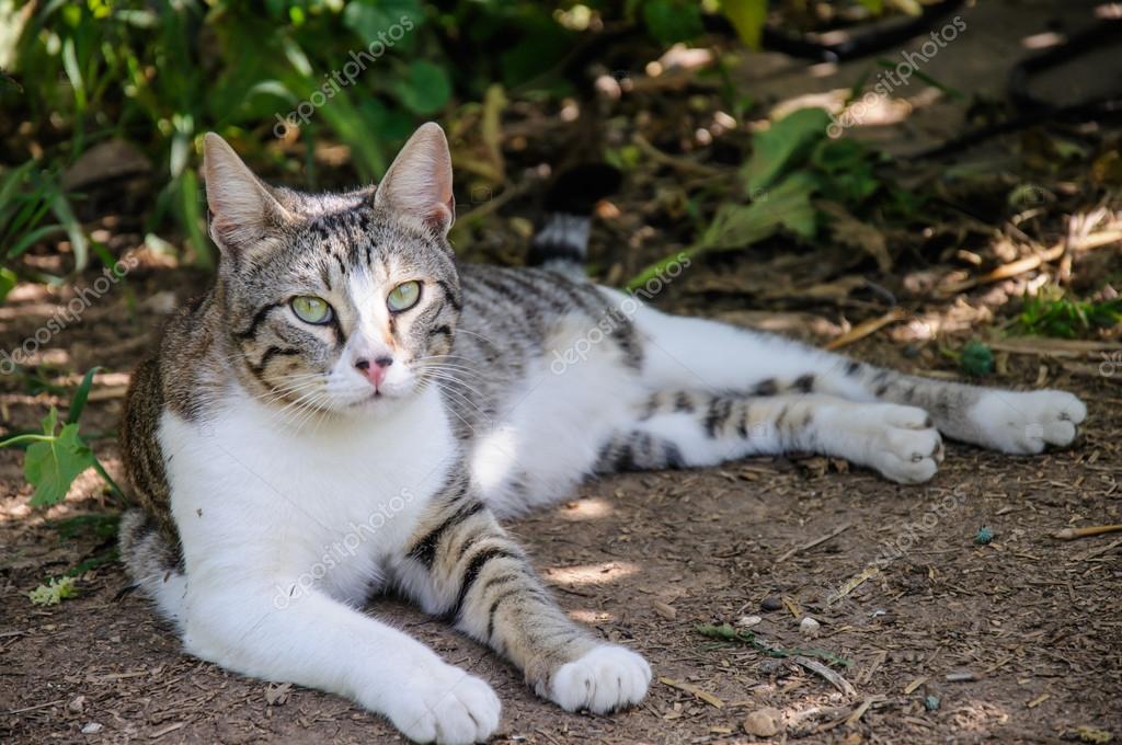Güzel gri ve beyaz kedi bahçede öğlen güneşin tadını Stok