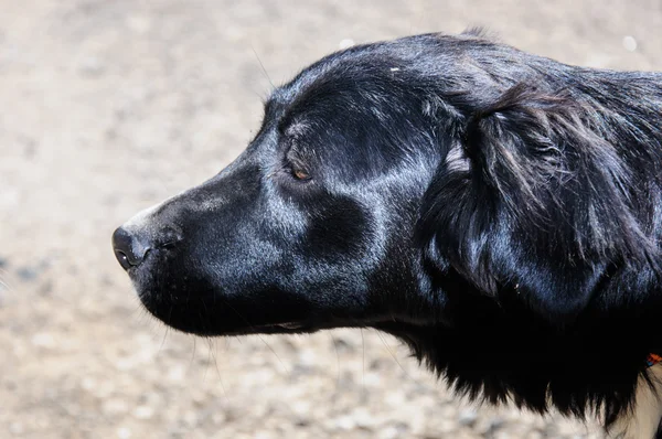 Closeup portrait of black dog head — Stock Photo, Image