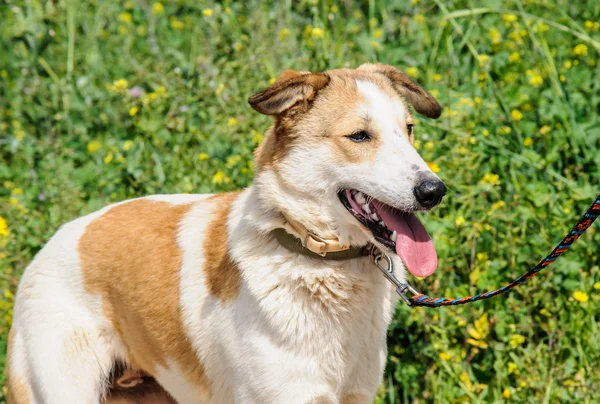 Kahverengi ve beyaz köpek uzağa bakarak portre — Stok fotoğraf