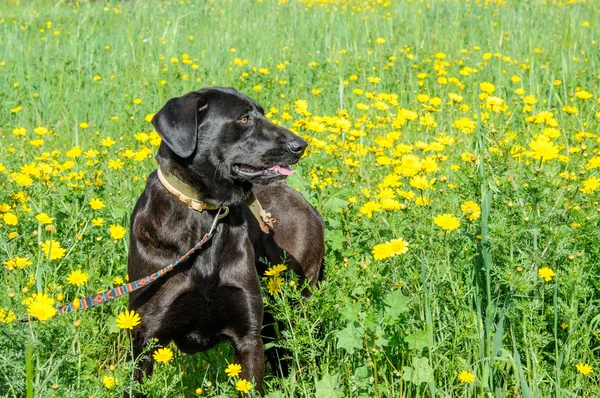 Perro negro en un prado de flores —  Fotos de Stock