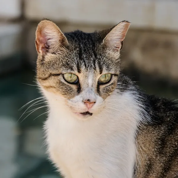 Close-up voor cat in de tuin — Stockfoto