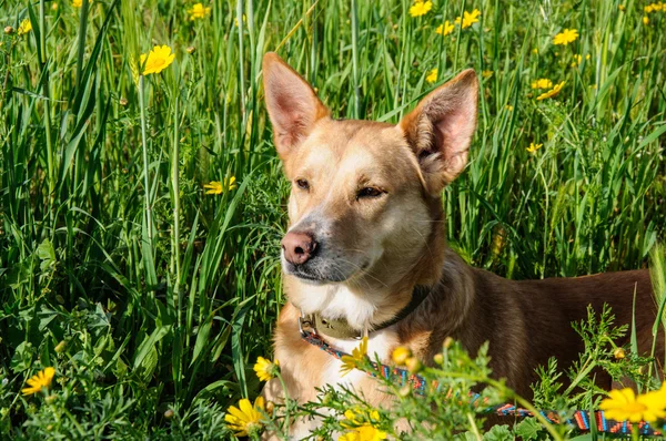 Коричневая собака на лугу из цветов — стоковое фото
