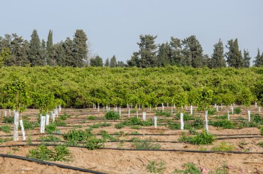 Yeni dikilmiş genç ağaçlar