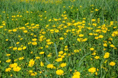 Bahar çiçek açan çayırda sarı çiçek