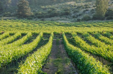 Vineyard peyzaj