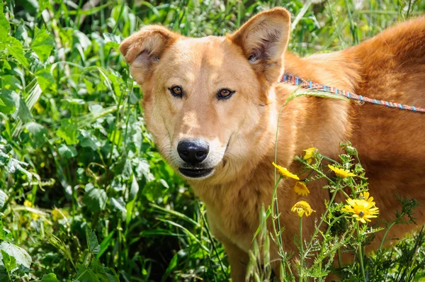 Портрет рыжей собаки, смотрящей в сторону — стоковое фото