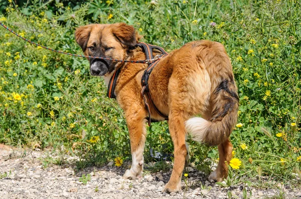 Güzel kahverengi köpek çayırda portresi — Stok fotoğraf