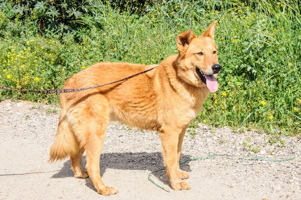 Retrato de cão de gengibre olhando para longe — Fotografia de Stock