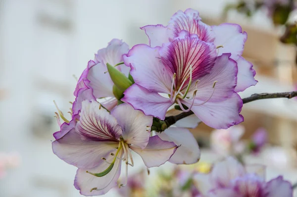 Bauhinia Fialový květ květ — Stock fotografie