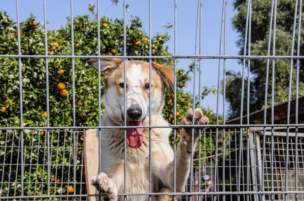 Closeup of a dog looking through the bars of a fance — Stock Photo, Image