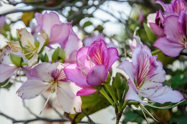 Bauhinia Fialový květ květ — Stock fotografie