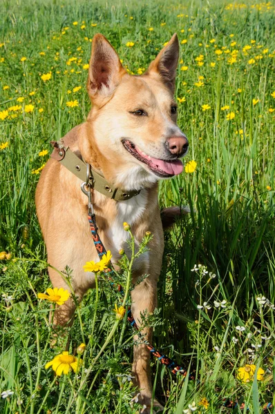 Brown dog in a meadow of flowers — Stock Photo, Image