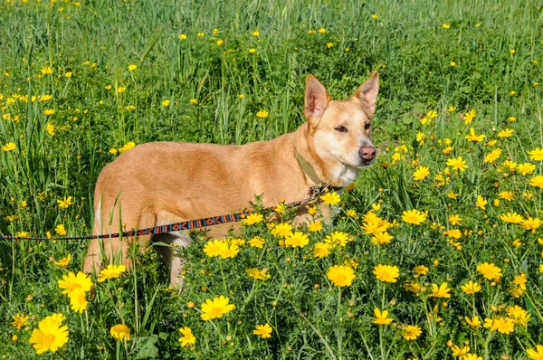 Brown dog in a meadow of flowers — Stock Photo, Image