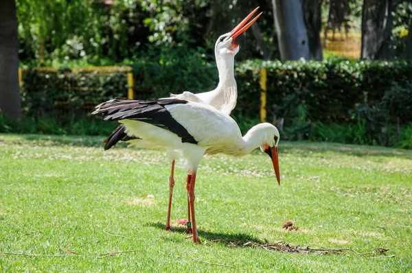 Couple of white storks — Stock Photo, Image