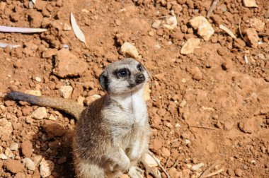 Kameraya bakarak meerkat