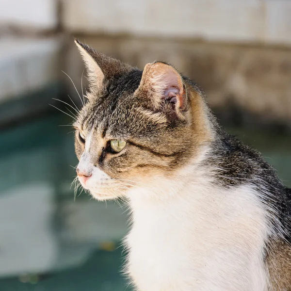 Una vista de perfil de un gato — Foto de Stock