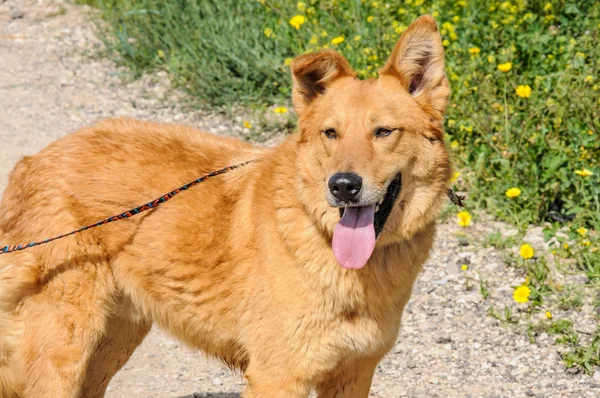 Kızıl köpek uzağa bakarak portre — Stok fotoğraf