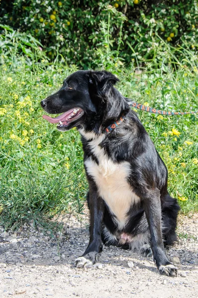Черная собака на лугу из цветов — стоковое фото