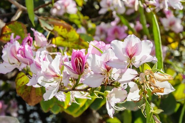 Mor bauhinia çiçek çiçeklenme — Stok fotoğraf