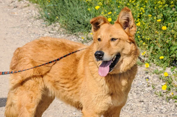 Kızıl köpek uzağa bakarak portre — Stok fotoğraf