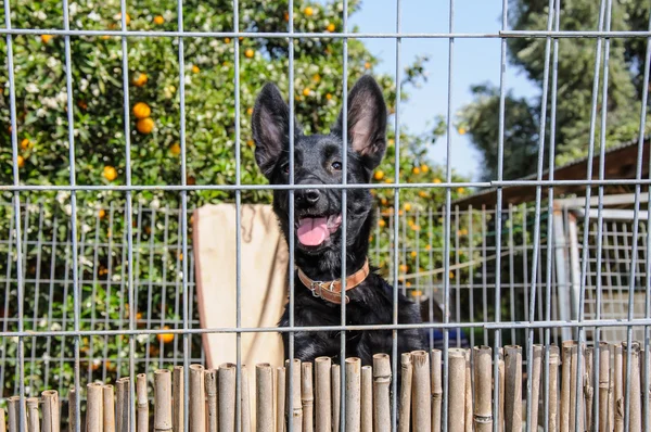 Fechar-se de um cão olhando através das barras de uma lança — Fotografia de Stock