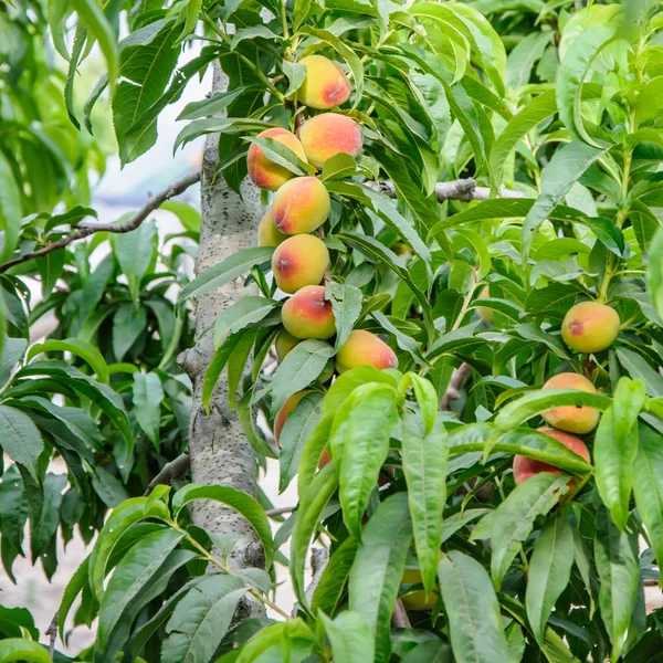 Peaches on the tree branch — Stock Photo, Image