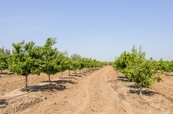 Huerto naranja — Foto de Stock