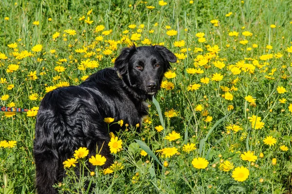 Perro negro en un prado de flores — Foto de Stock