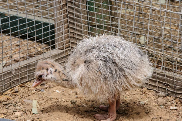 Close-up de avestruz bebê bonito — Fotografia de Stock