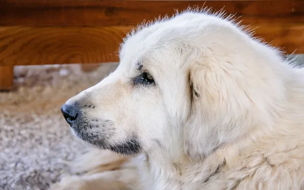 Retrato de um belo cão pastor de raça pura — Fotografia de Stock