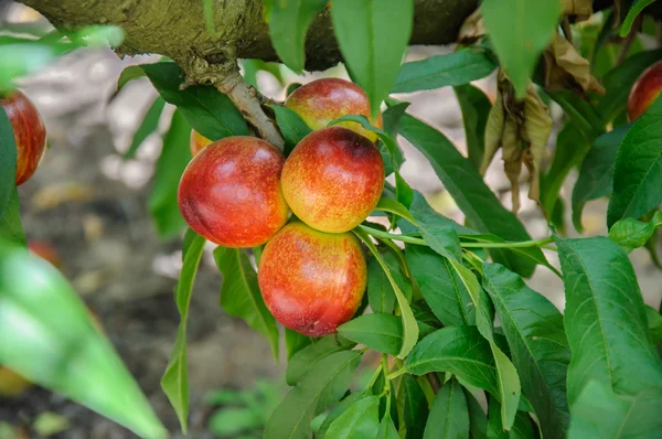 Peaches on the tree branch — Stock Photo, Image