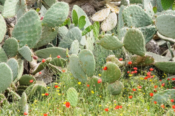 Opuntia ficus-indica cactus in a meadow of red and yellow flo — стоковое фото