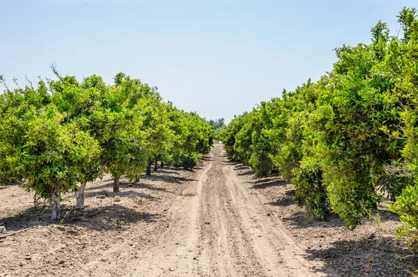 Pomar de laranja — Fotografia de Stock