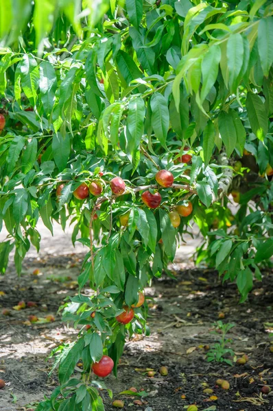 Peaches on the tree branch — Stock Photo, Image