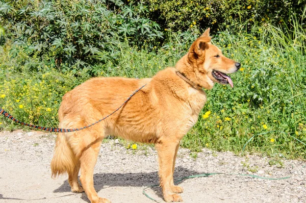 Kızıl köpek uzağa bakarak portre — Stok fotoğraf