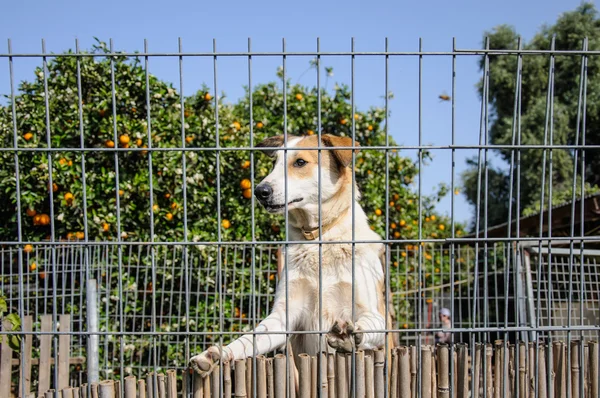 Closeup of a dog looking through the bars of a fance — Stock Photo, Image