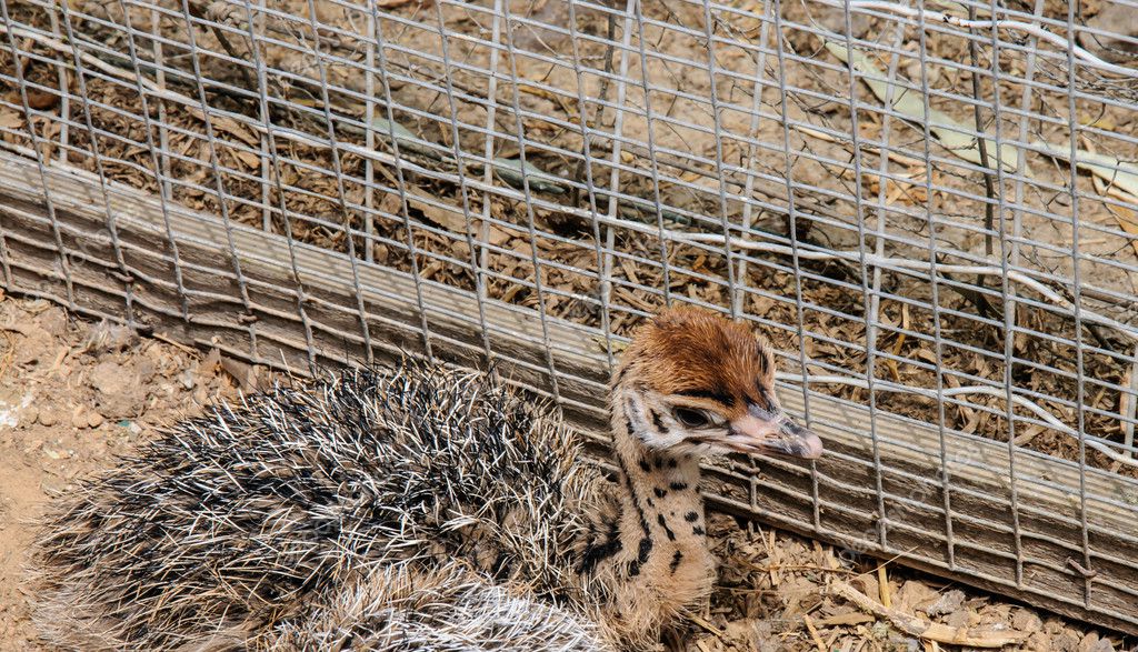 Close Up Of Cute Baby Ostrich Stock Photo Irinafuks 47105739
