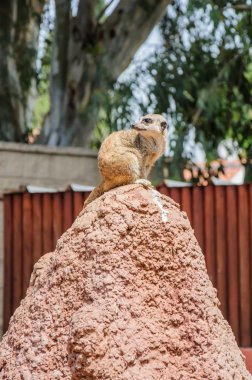 Geriye dönüp baktığımda meerkat