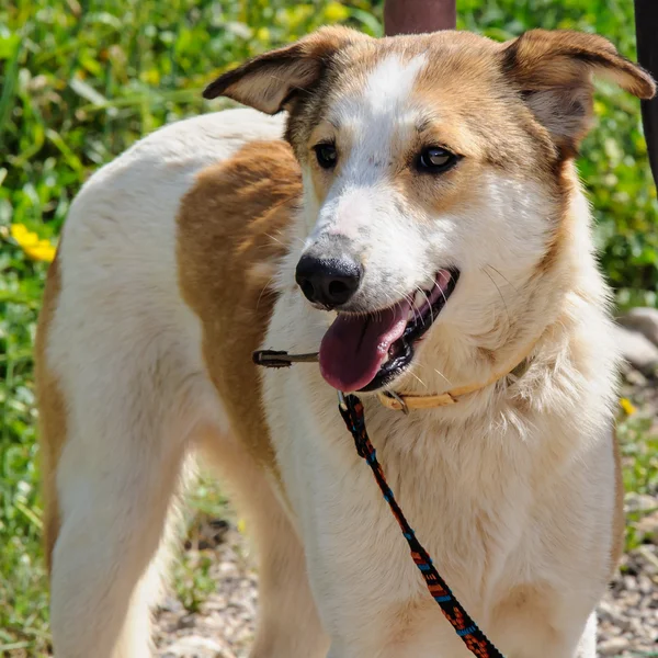 Portrait of brown and white dog looking away — Stock Photo, Image